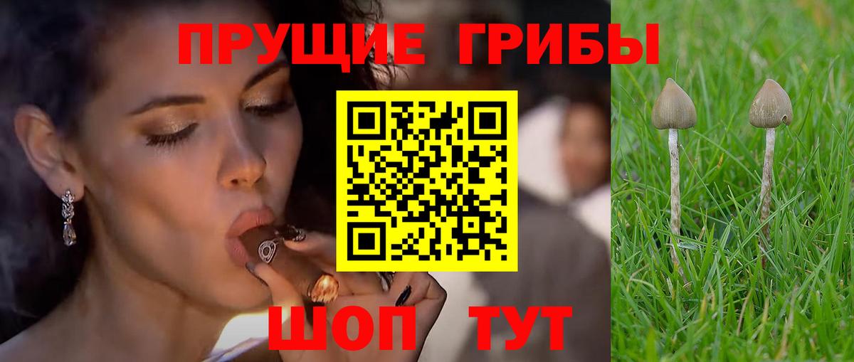 Галлюциногенные грибы Cubensis  Вход с VPN  Кингисепп  Галлюциногенные грибы Magic Shrooms 